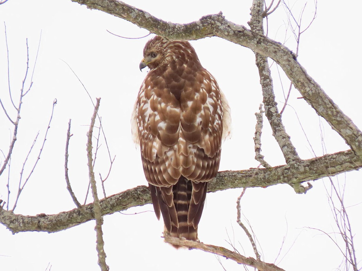 Red-shouldered Hawk - ML308084221