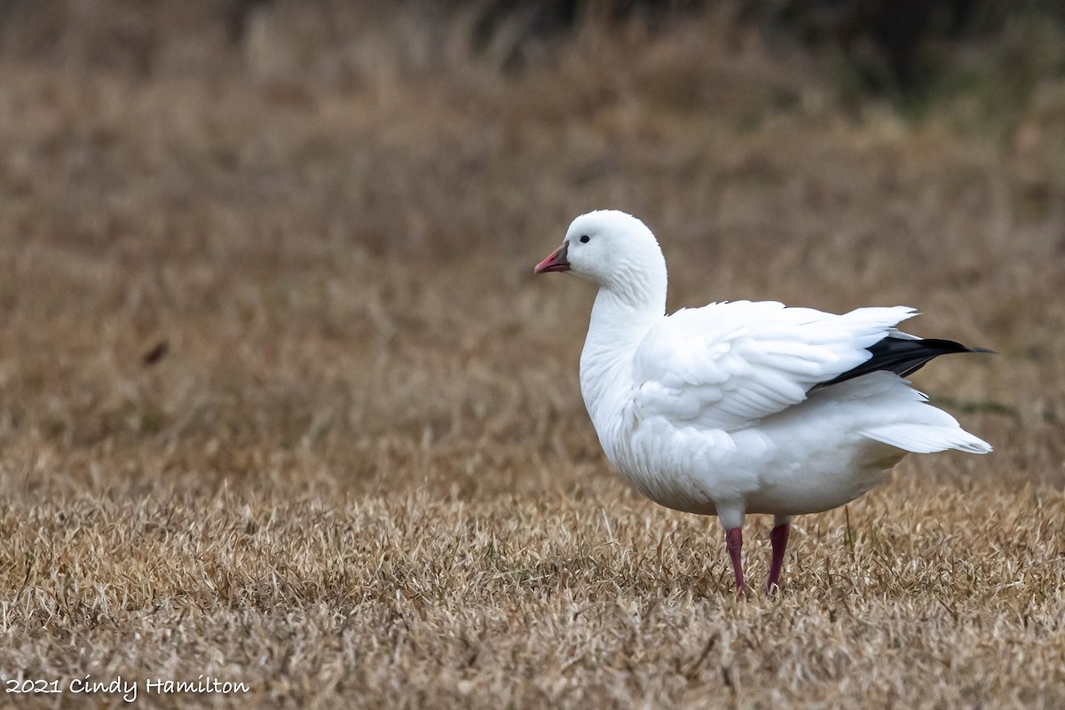 Ross's Goose - Cindy Hamilton