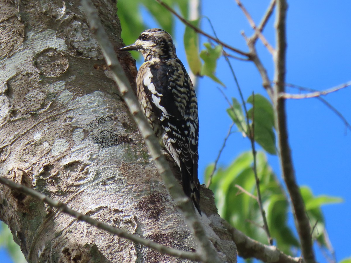 Yellow-bellied Sapsucker - ML308085481