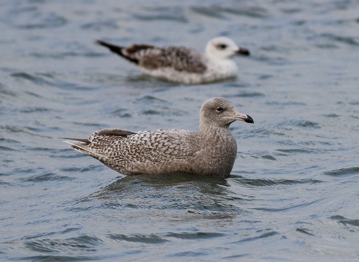 Glaucous Gull - ML308085781