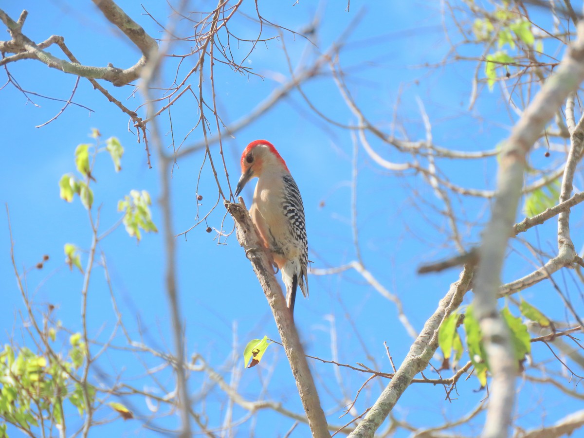 Red-bellied Woodpecker - ML308086851