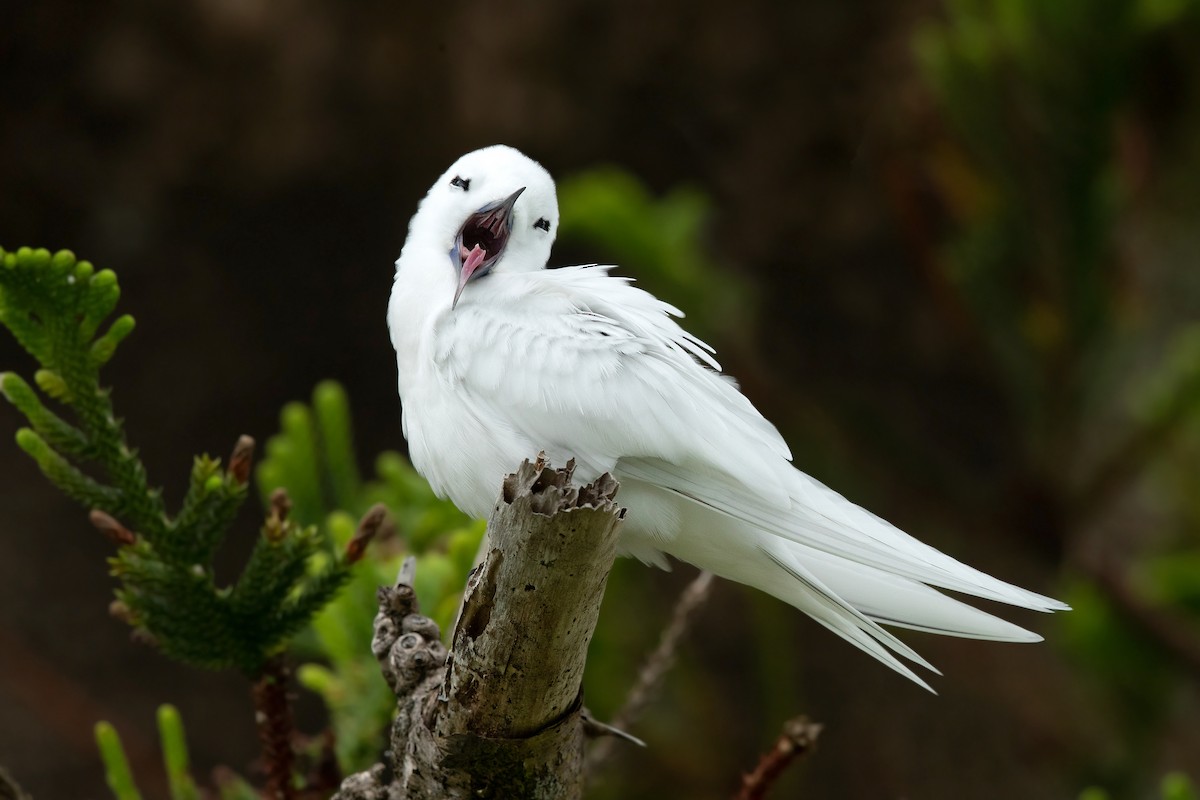 White Tern (Pacific) - ML308087961
