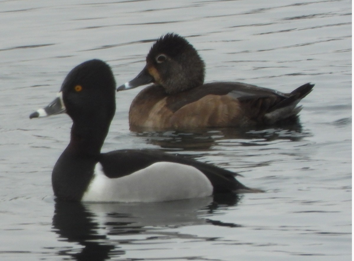 Ring-necked Duck - ML308088501