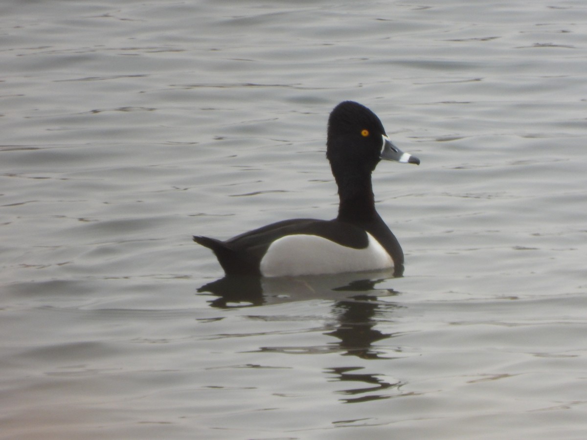 Ring-necked Duck - ML308088571