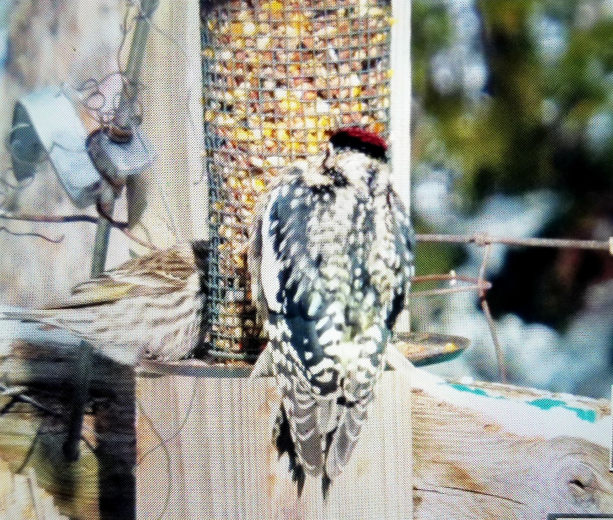 Yellow-bellied Sapsucker - Richard Wilde