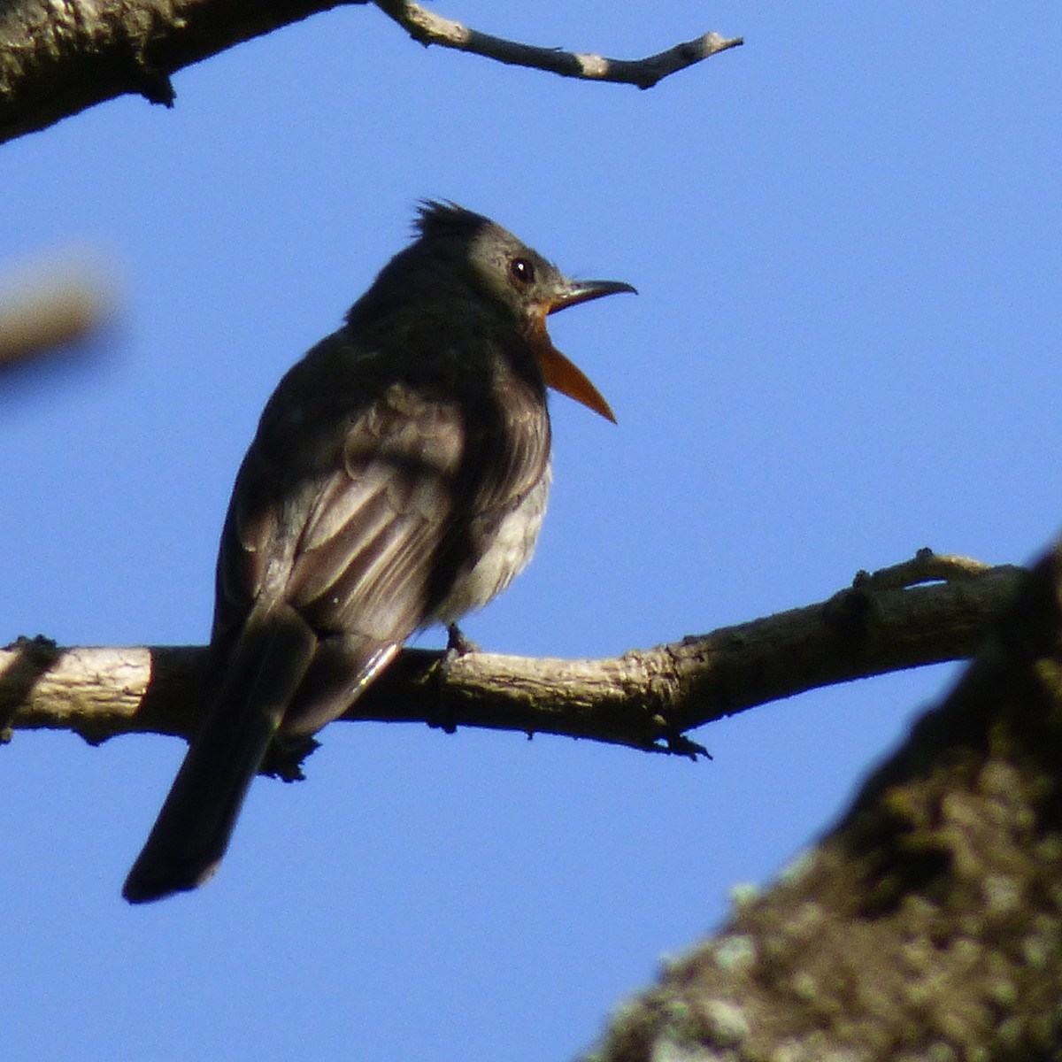 Greater Pewee - ML30808941