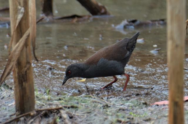 Spotless Crake - ML308089681