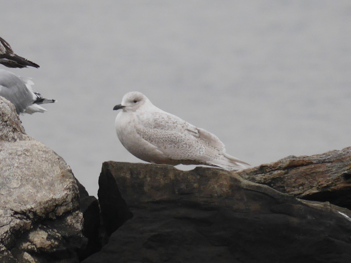 Iceland Gull - ML308089911