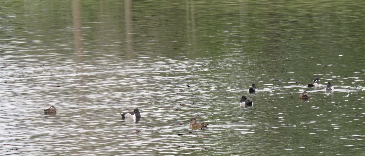 Ring-necked Duck - Debbie Cusick