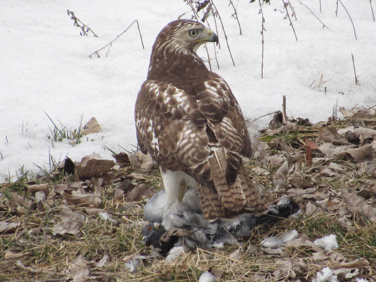 Red-tailed Hawk - ML308091081
