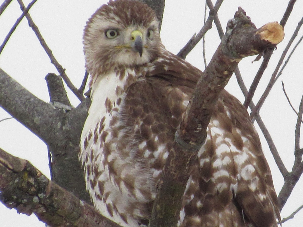 Red-tailed Hawk - ML308091171