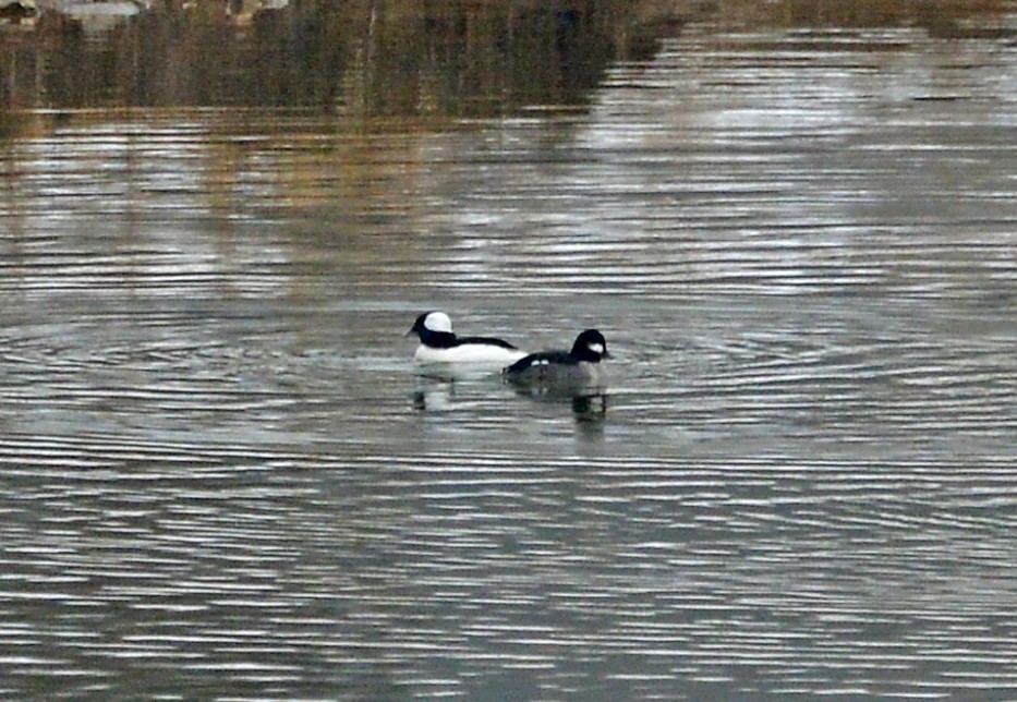 Bufflehead - ML308091801