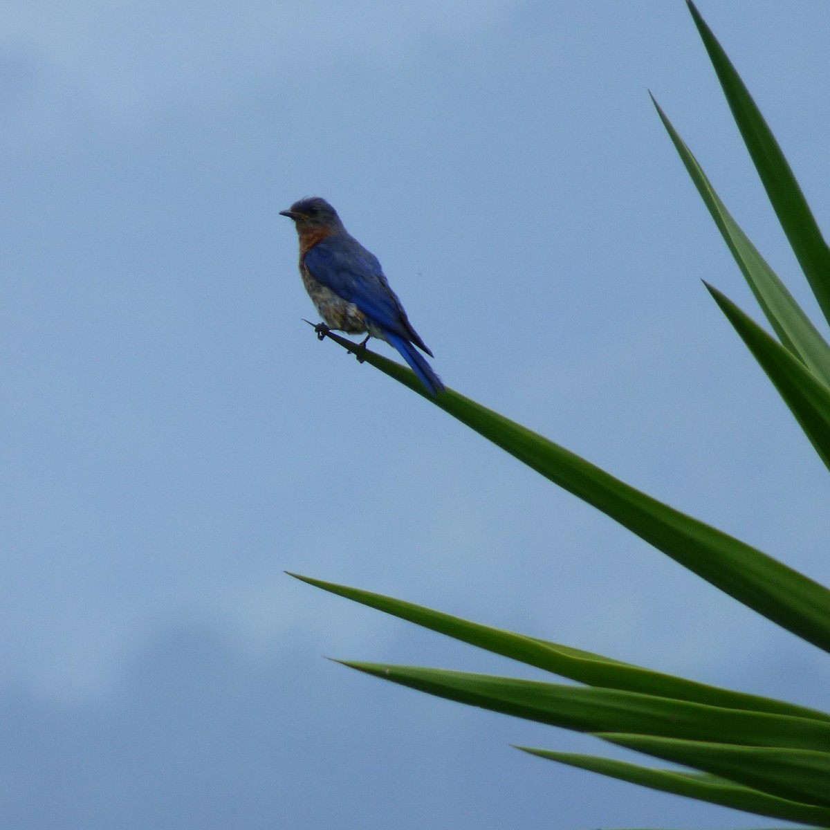 Eastern Bluebird - ML30809181