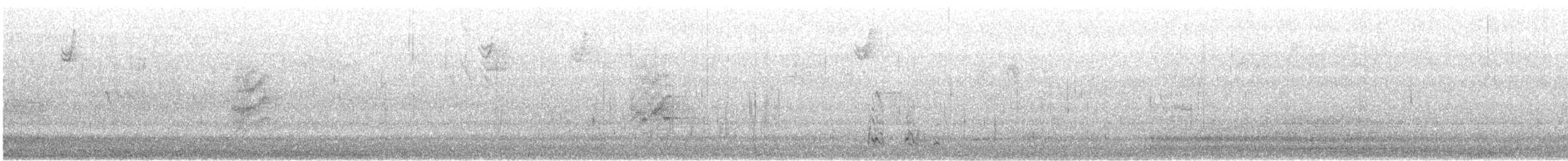 polák proužkozobý - ML308092981