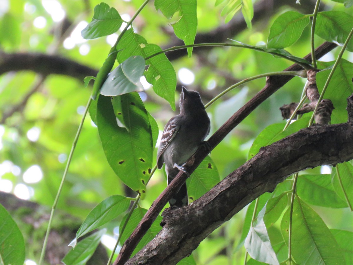 Blackish-gray Antshrike - ML308094991