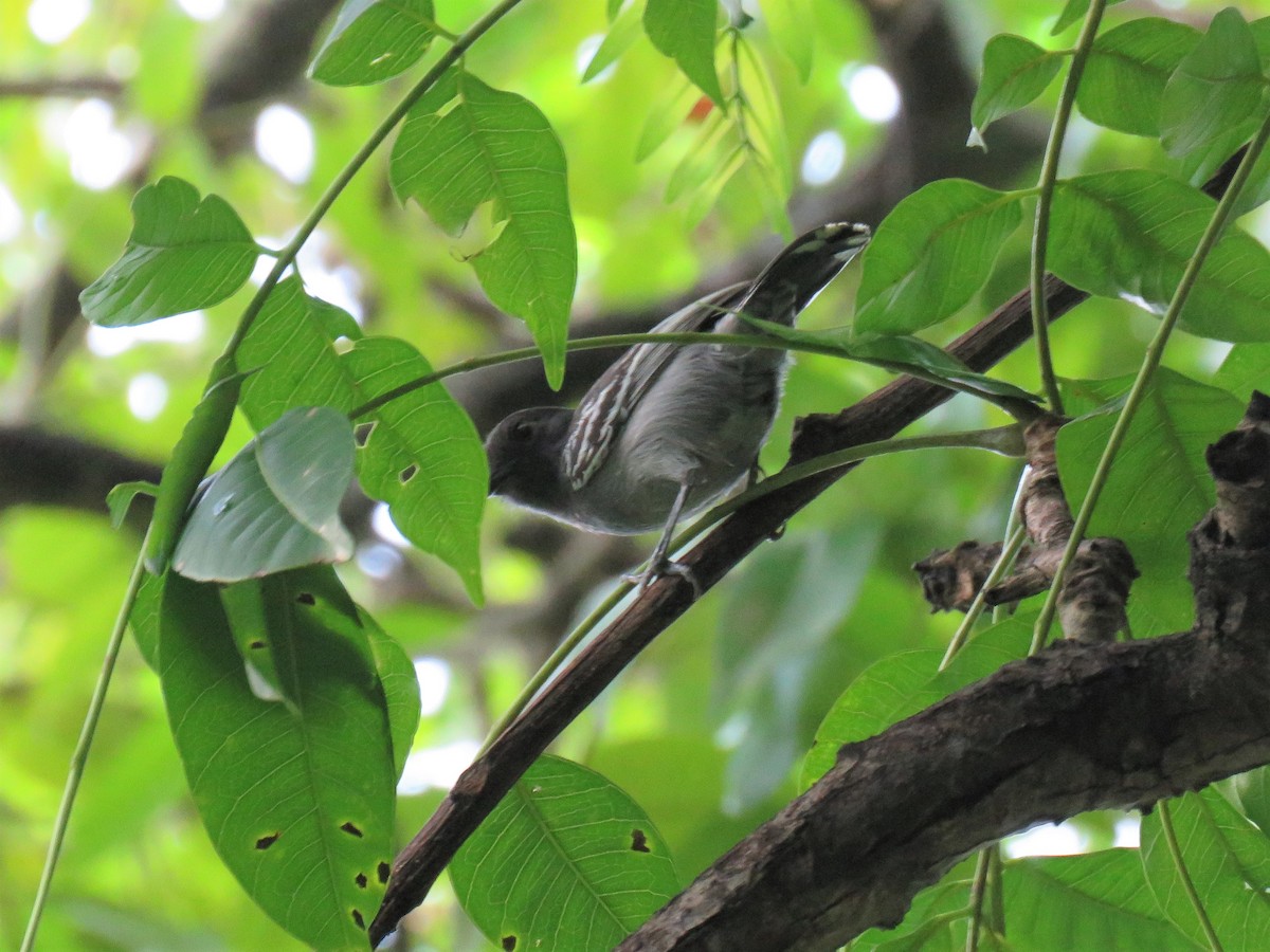 Blackish-gray Antshrike - ML308095011