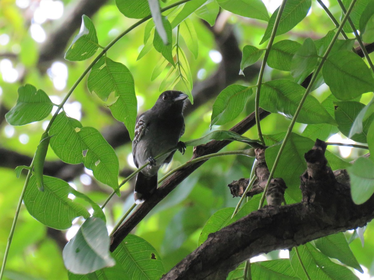 Blackish-gray Antshrike - ML308095581