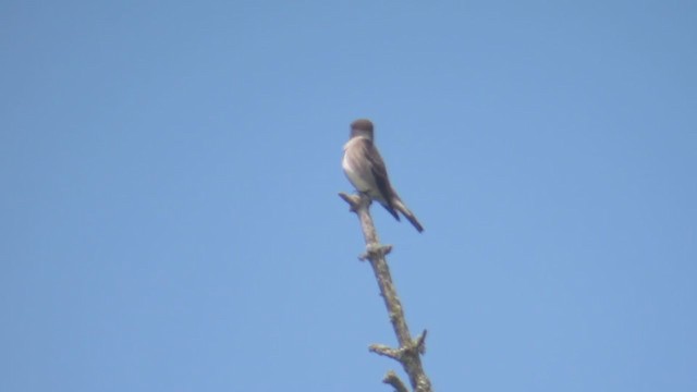 Olive-sided Flycatcher - ML308095921