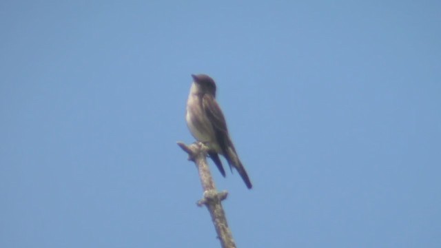 Olive-sided Flycatcher - ML308096121