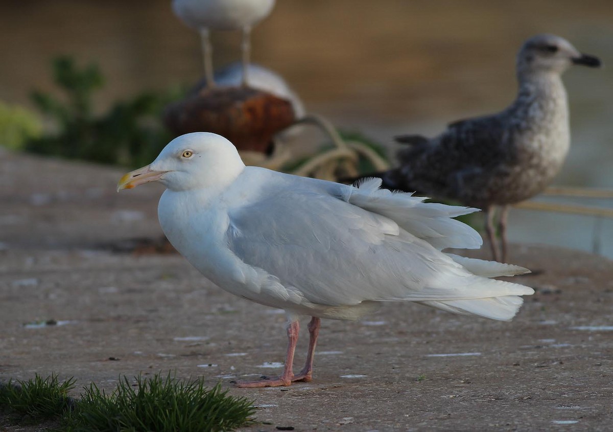 Glaucous Gull - Georg Schreier Birdwatching Algarve