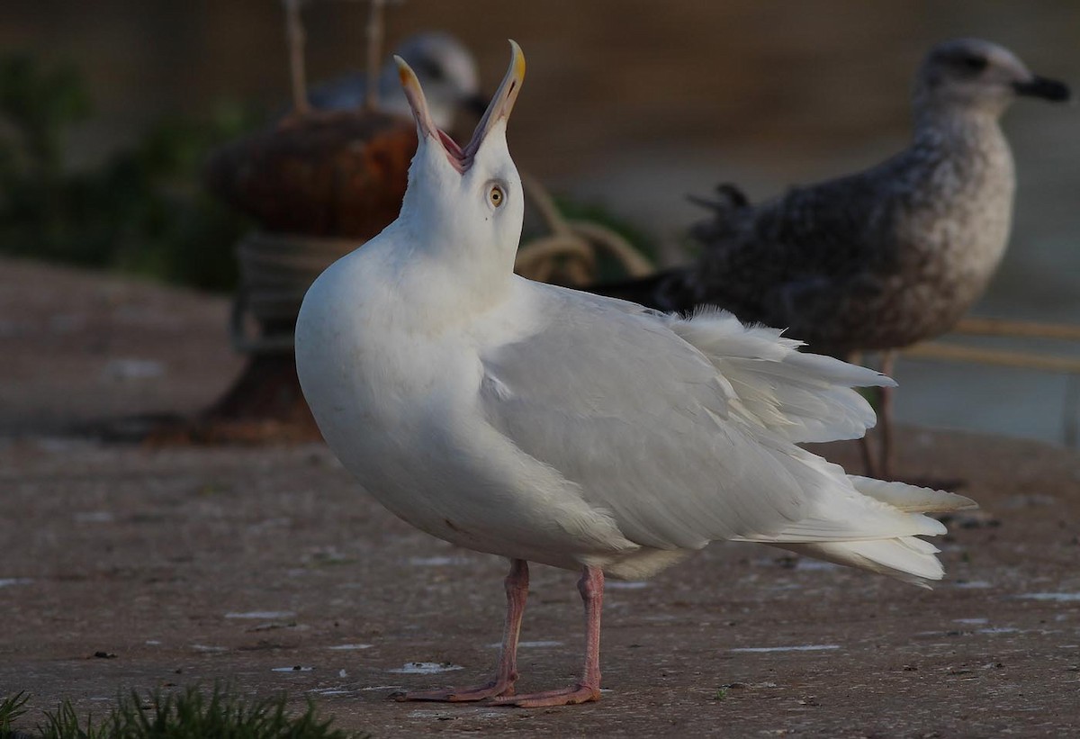 Glaucous Gull - ML308097721