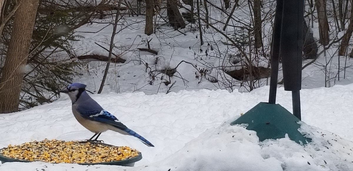 Blue Jay - ML308097801