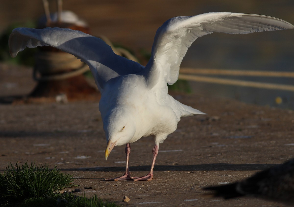 Glaucous Gull - ML308097901