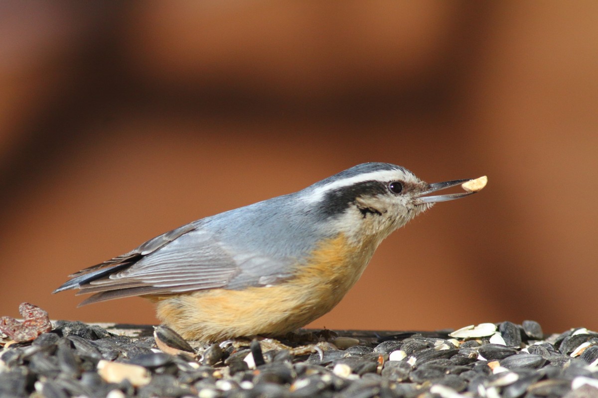 Red-breasted Nuthatch - ML308098051