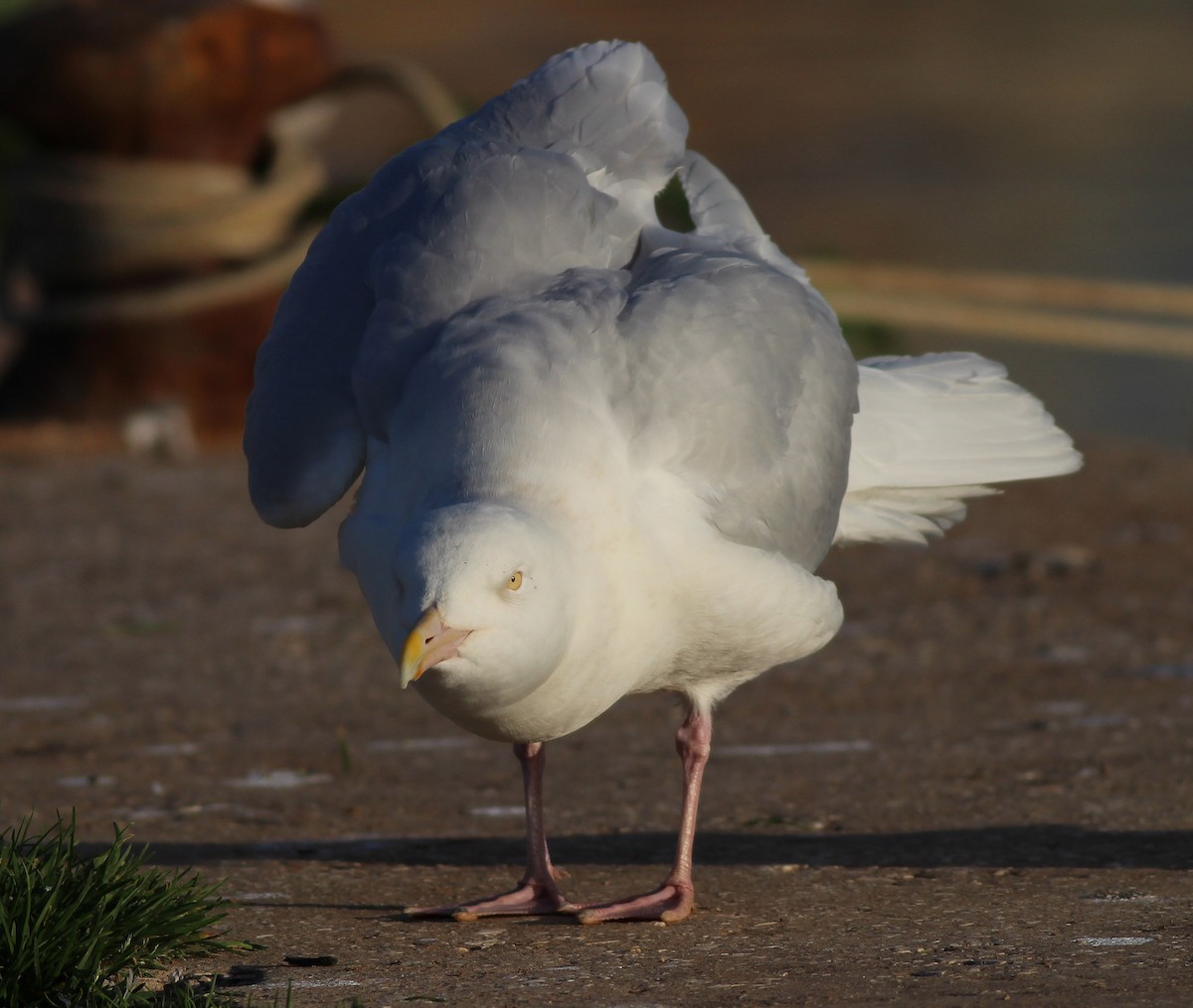 Glaucous Gull - ML308098461