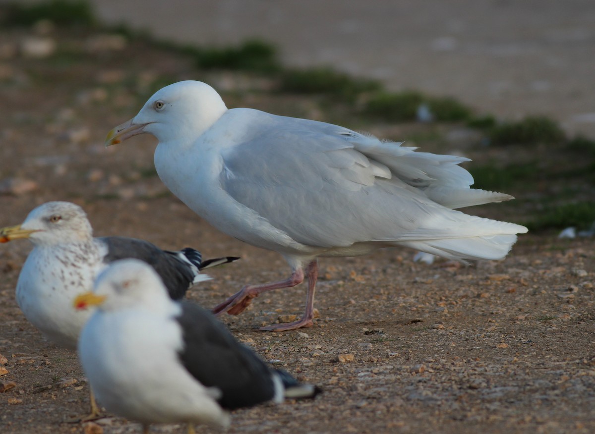 Glaucous Gull - ML308098681