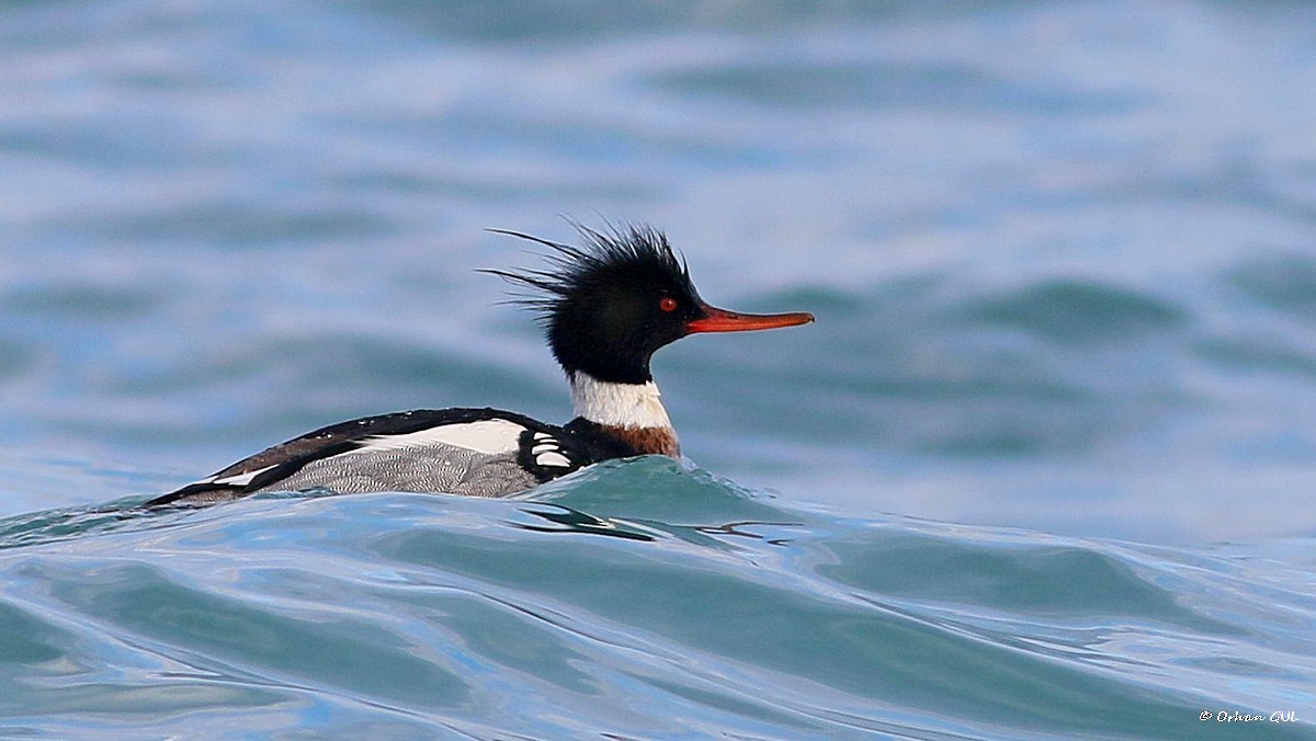 Red-breasted Merganser - Orhan Gül