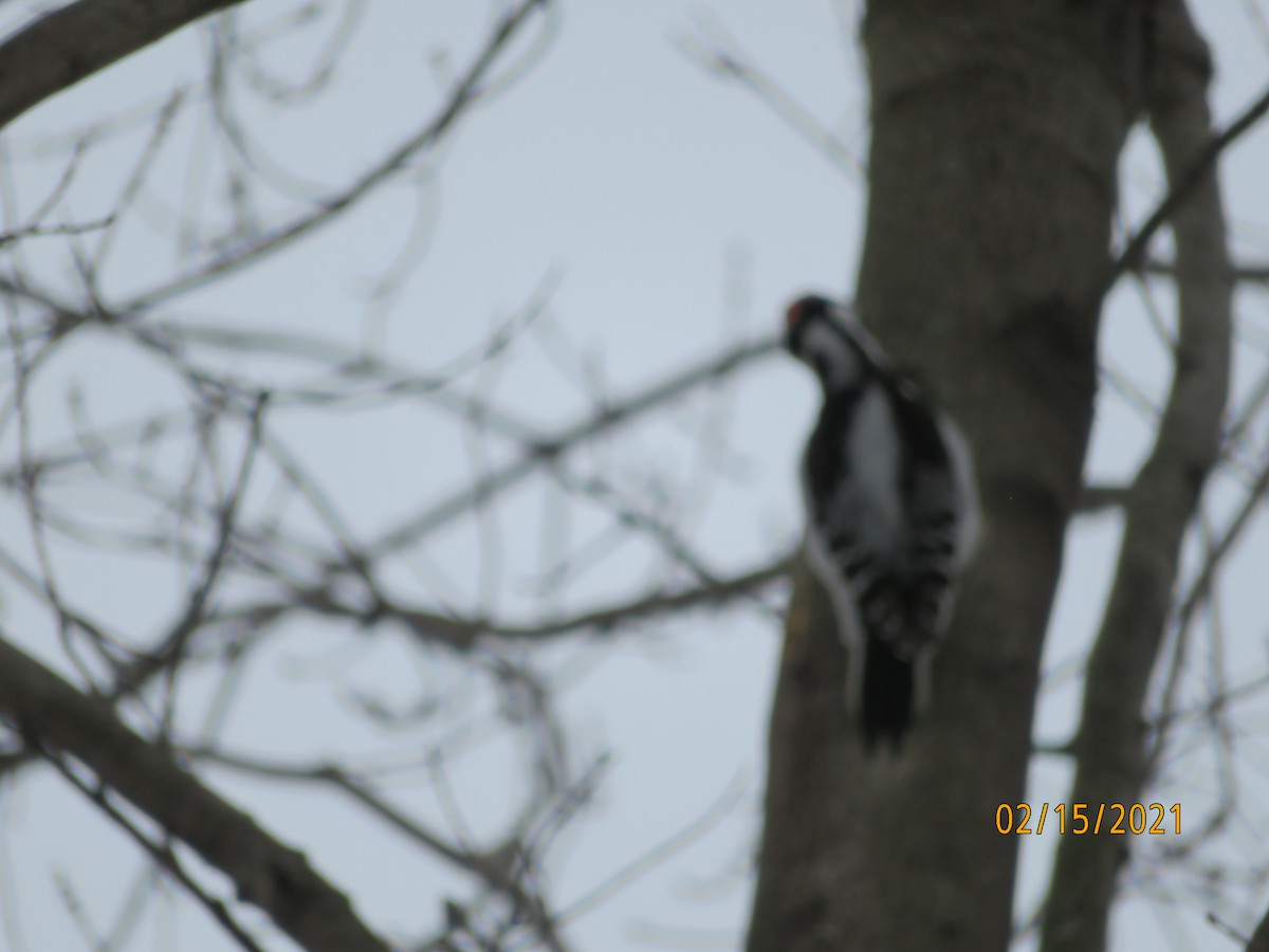 Downy Woodpecker - ML308100711
