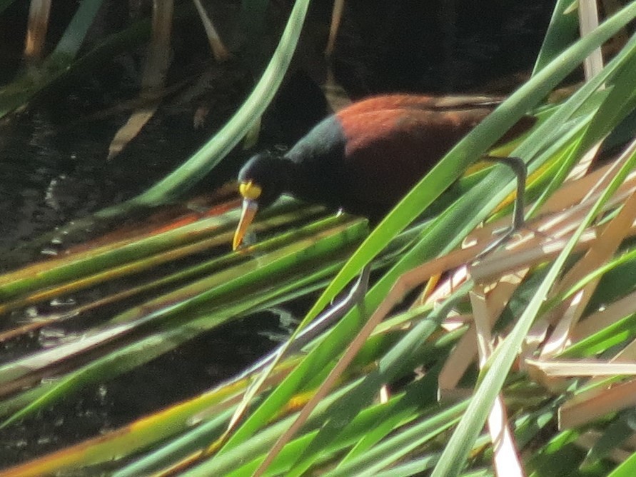 Northern Jacana - ML308100781