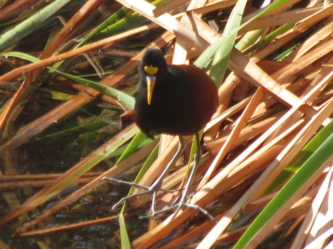 Northern Jacana - ML308100811