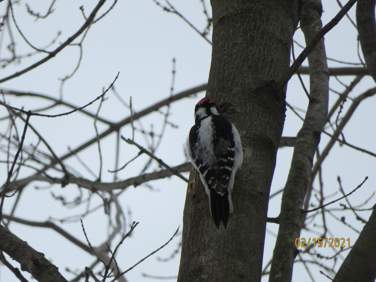 Downy Woodpecker - ML308100971