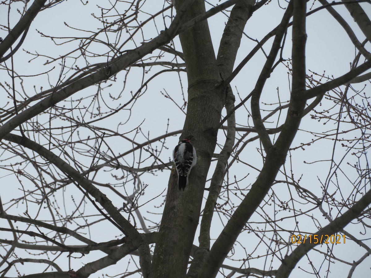 Downy Woodpecker - ML308100981