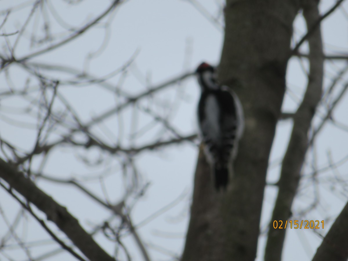 Downy Woodpecker - ML308100991