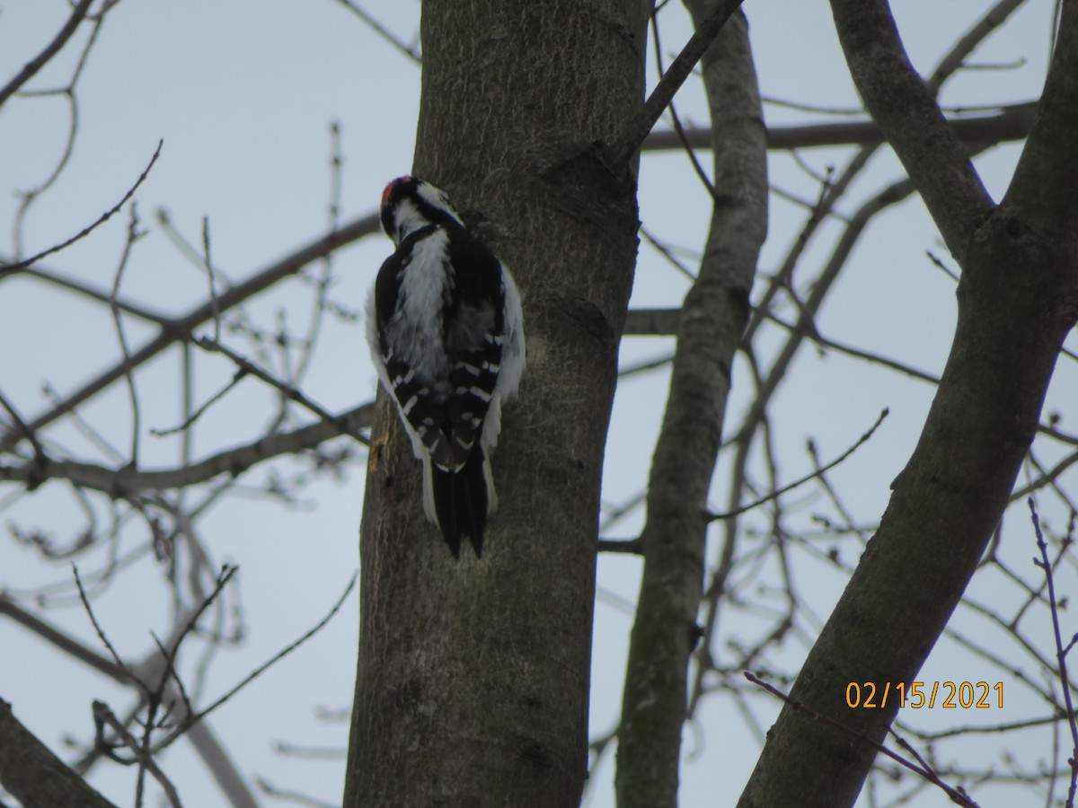 Downy Woodpecker - ML308101001