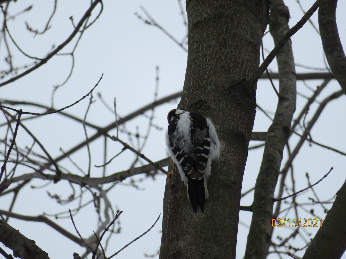 Downy Woodpecker - ML308101011