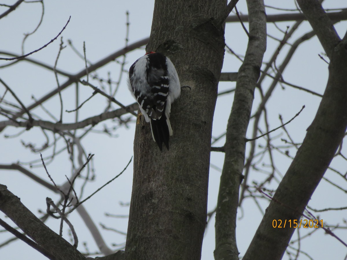 Downy Woodpecker - ML308101101