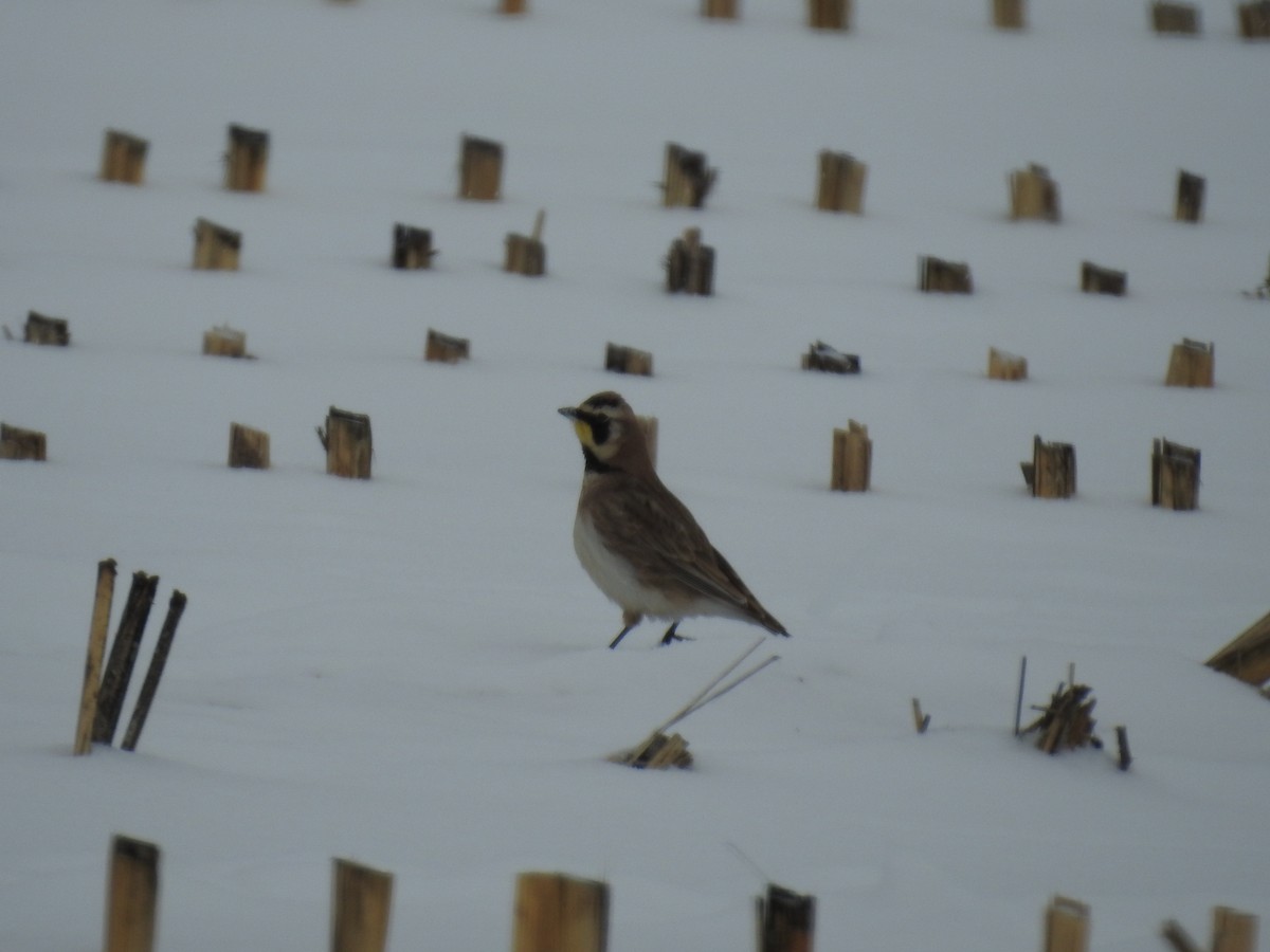 Horned Lark - ML308101161