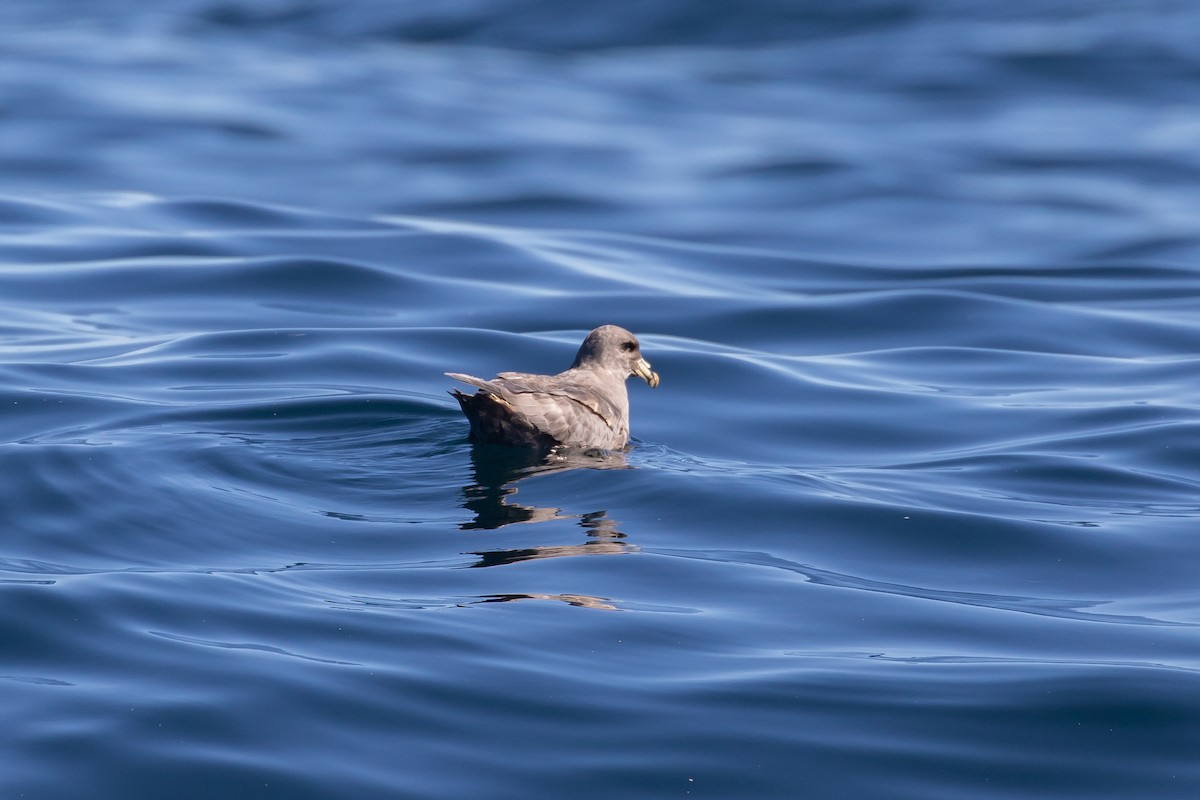 Northern Fulmar (Pacific) - R M