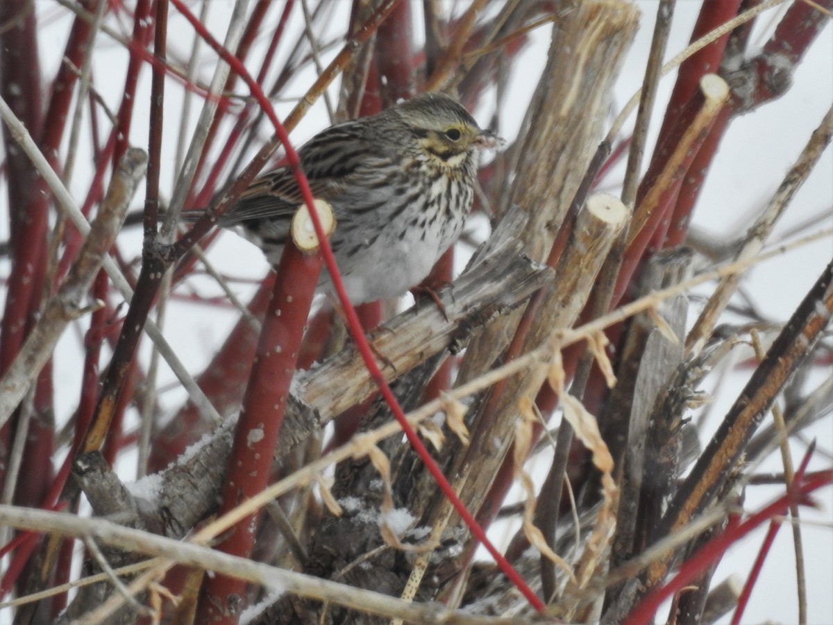 Savannah Sparrow - Matt Nusstein