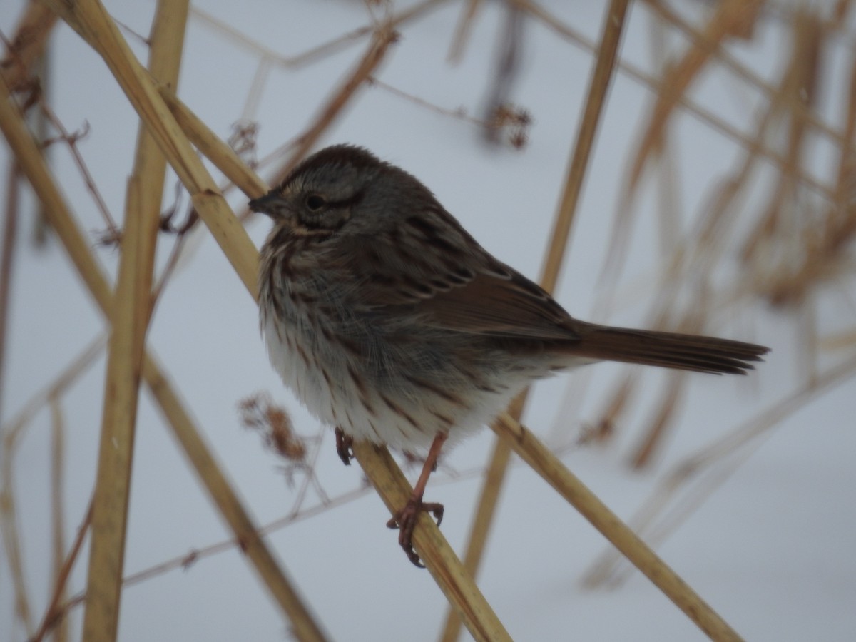 Song Sparrow - ML308101481