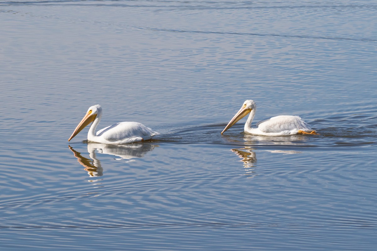 American White Pelican - Ryan Mandelbaum