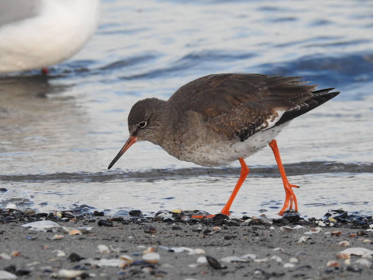 Common Redshank - Tomasz Duda