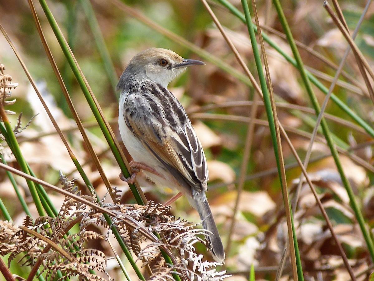 Rufous-winged Cisticola - Karen Thompson