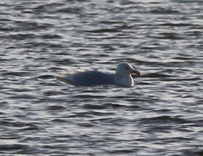 Glaucous Gull - Georg Schreier Birdwatching Algarve