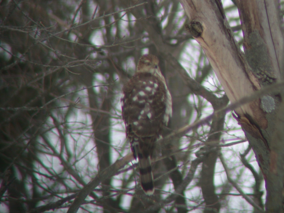 Cooper's Hawk - ML308110021