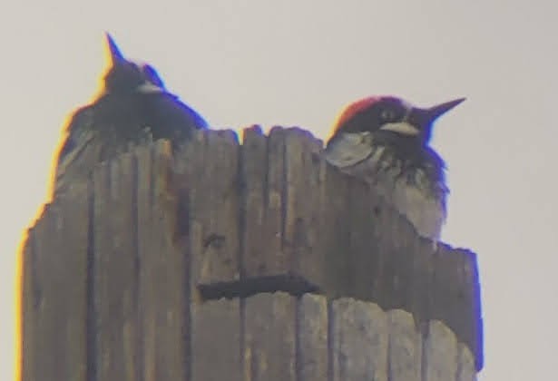 Acorn Woodpecker - Kaedan O'Brien